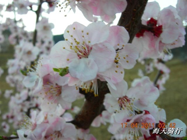 BigBull_110416 果树园牛肚宴 135.jpg