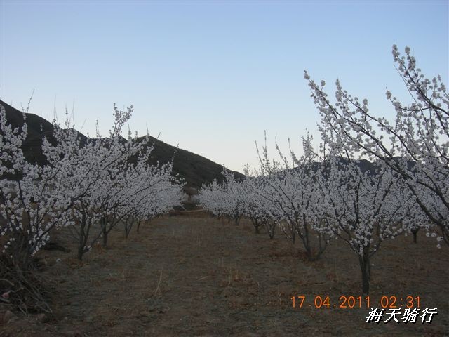 BigBull_110416 果树园牛肚宴 125.jpg