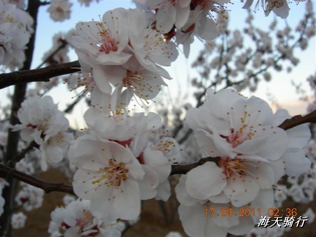 BigBull_110416 果树园牛肚宴 131.jpg