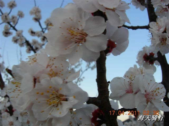 BigBull_110416 果树园牛肚宴 132.jpg