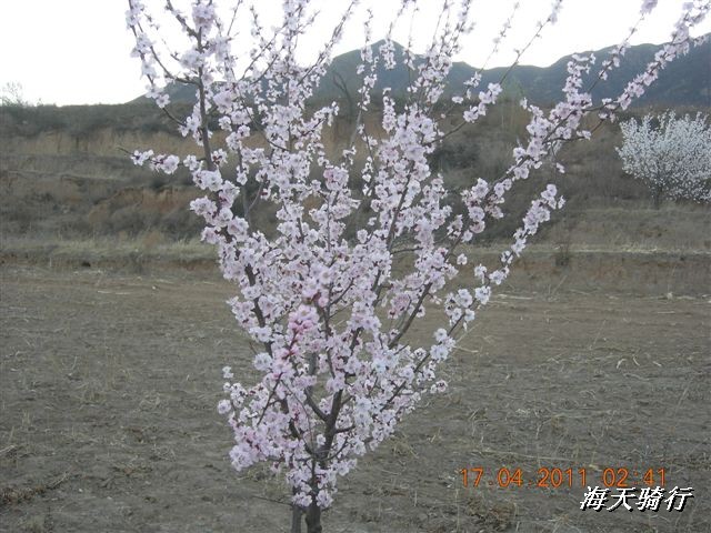 BigBull_110416 果树园牛肚宴 133.jpg