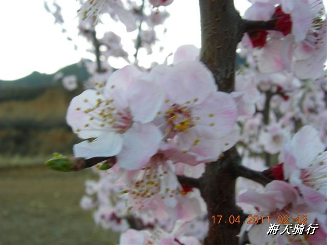 BigBull_110416 果树园牛肚宴 134.jpg