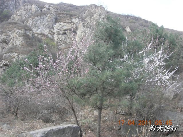 BigBull_110416 果树园牛肚宴 171.jpg