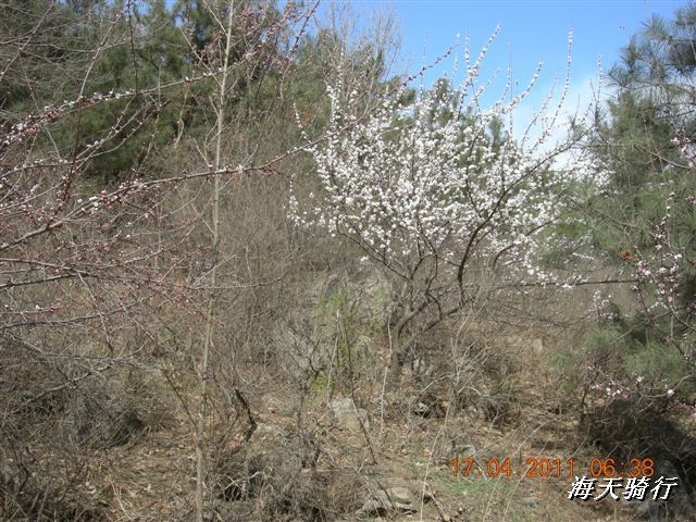 BigBull_110416 果树园牛肚宴 240.jpg