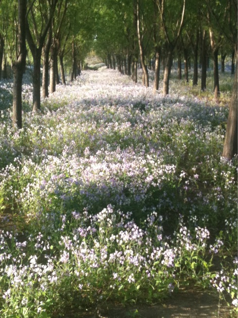 鲜花铺满的小道
