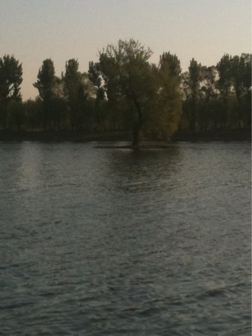 河中的小树
