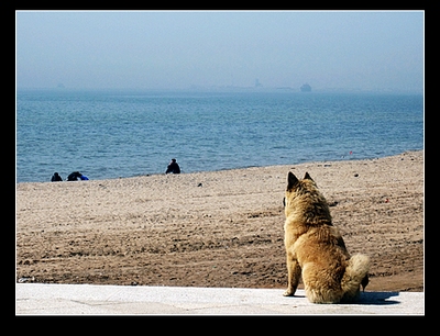 狗与海.JPG