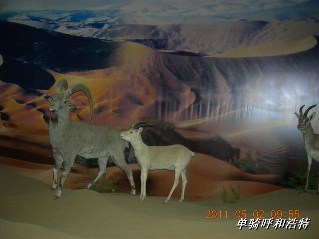 BigBull_骑行呼和浩特 237.jpg