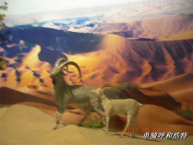 BigBull_骑行呼和浩特 238.jpg