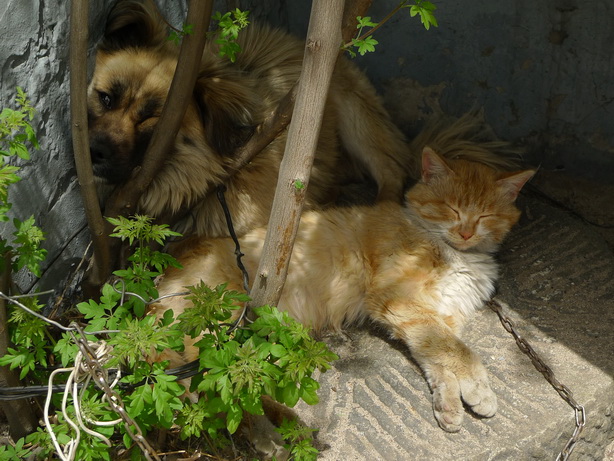 猫狗同卧。。。少见不多怪