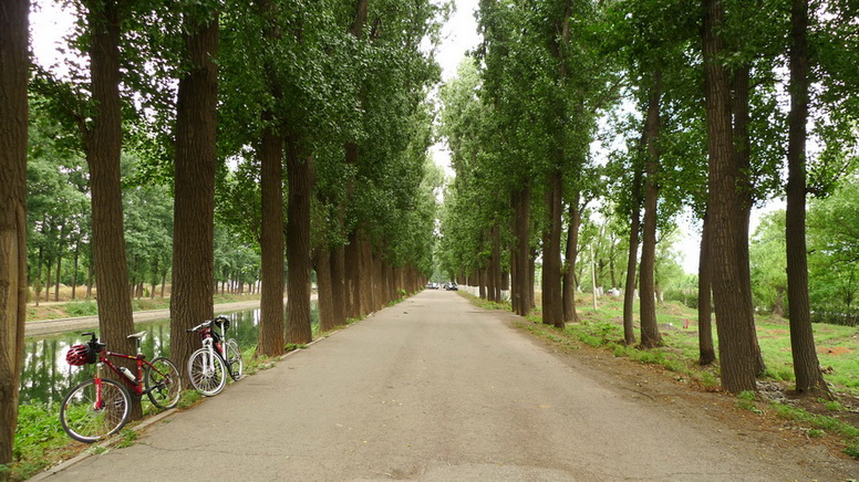 京密引水渠边上的杨树走廊