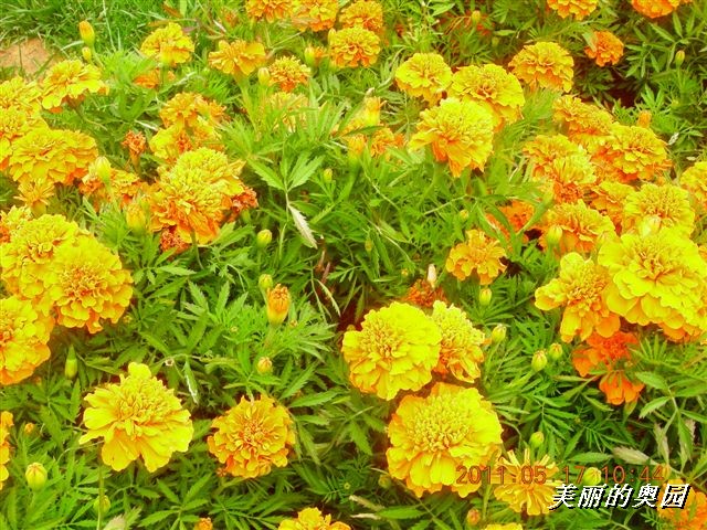 BigBull_110517 11年科技周 016.jpg