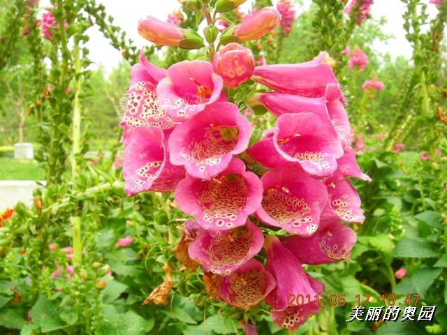 BigBull_110517 11年科技周 020.jpg