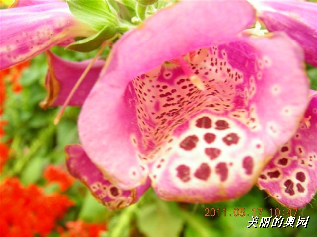 BigBull_110517 11年科技周 022.jpg