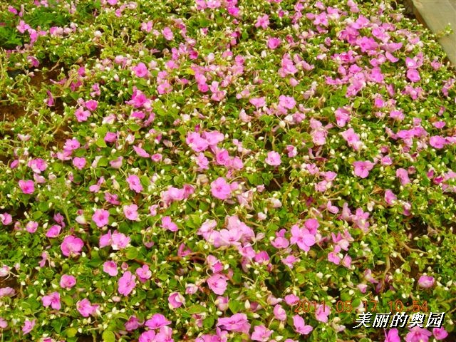 BigBull_110517 11年科技周 031.jpg