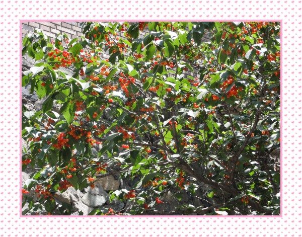 樱桃树2