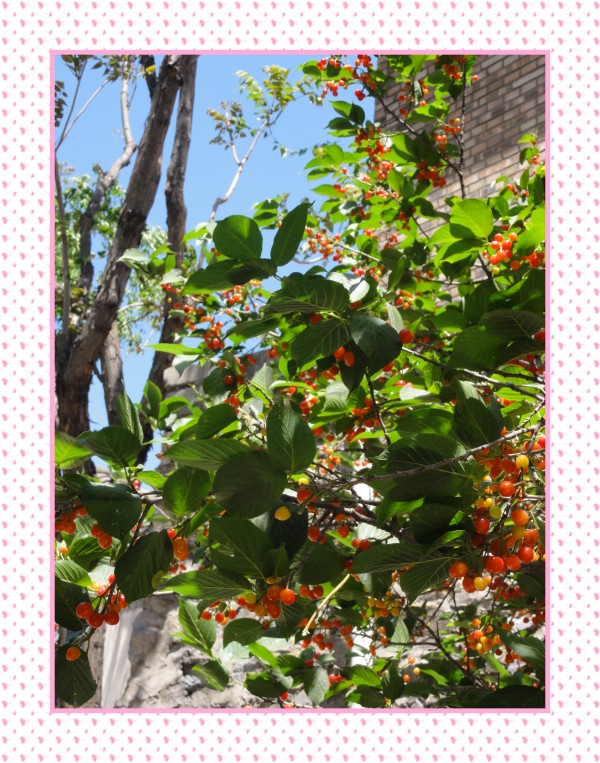 樱桃树1