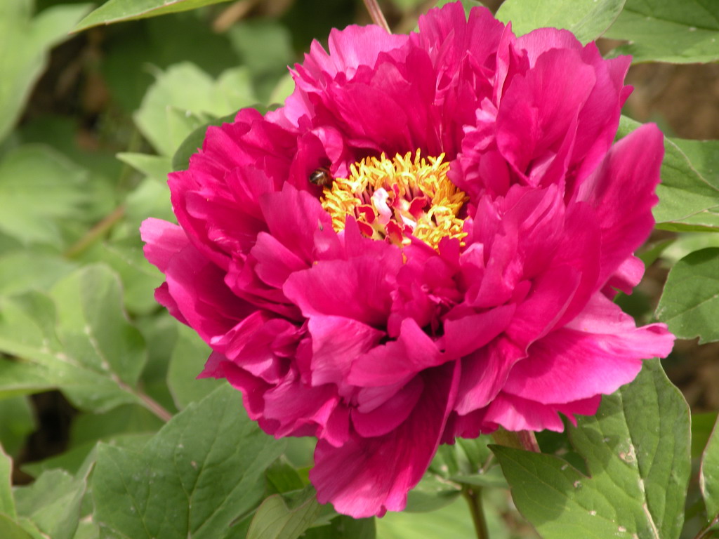 2011.5.2.牡丹园 (19).jpg