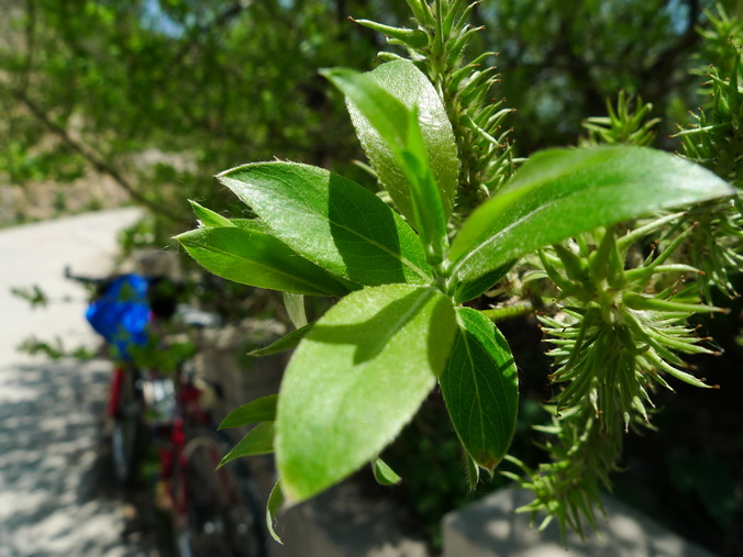 休息时-拍的，不知道啥植物名字