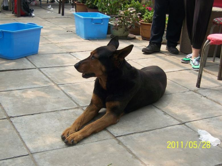 目光呆滞有点傻的大狗