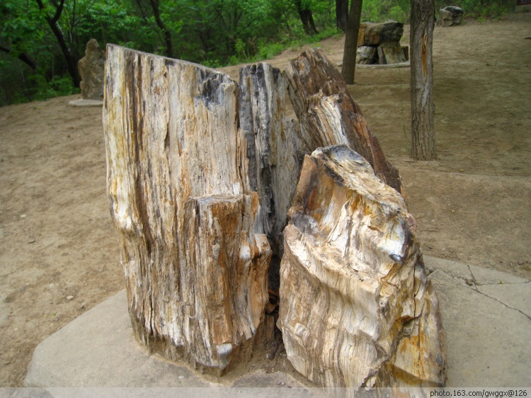 硅化木1-5.jpg