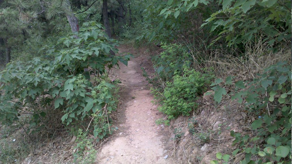 走了一小段新路 碰到大狗了冲我狂吠 还追我吓死了 