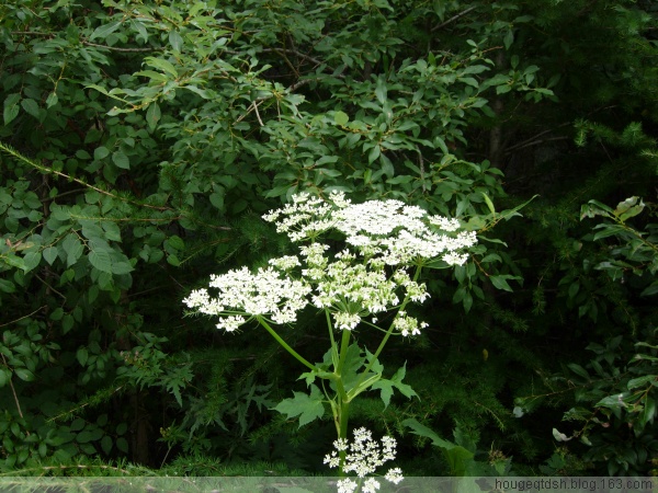 这些花是百花山的
