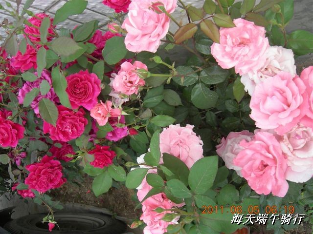 BigBull_端午骑行 108.jpg