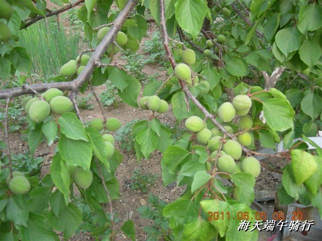 BigBull_端午骑行 110.jpg