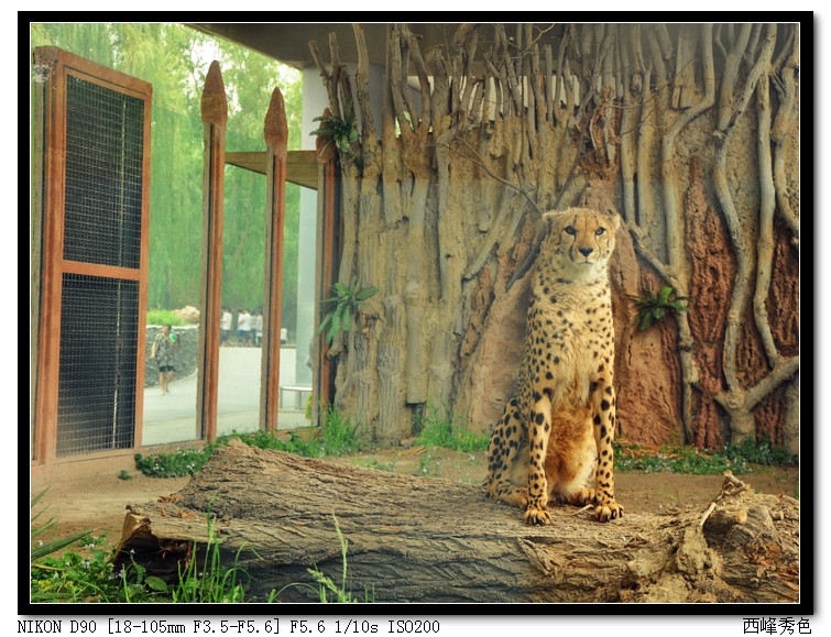 最近流行豹纹，我表示毫无压力