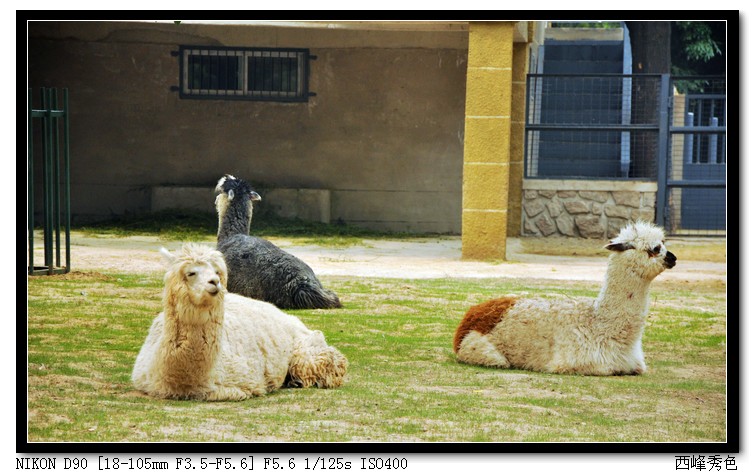 这就是“神兽”。
