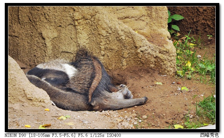 你猜这是啥？食蚁兽。