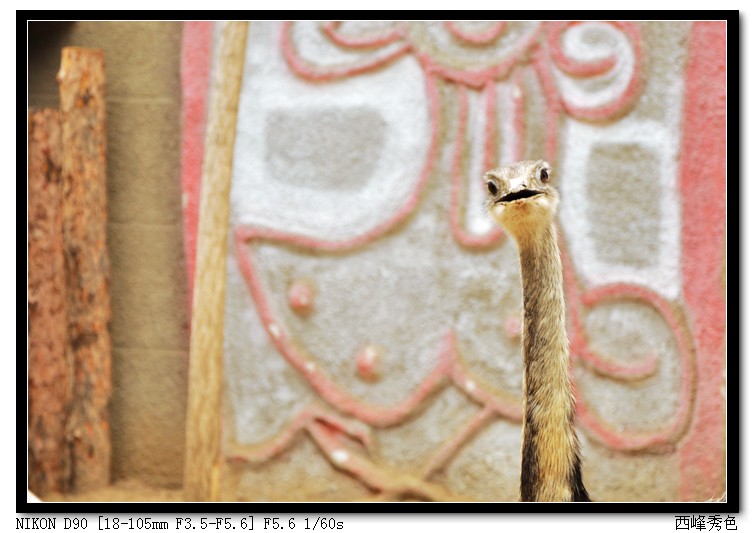 这货不是眼镜蛇!