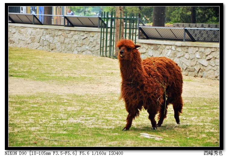 我是原驼，不是羊驼