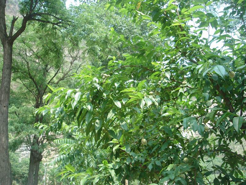 调整大小 DSC08438.JPG