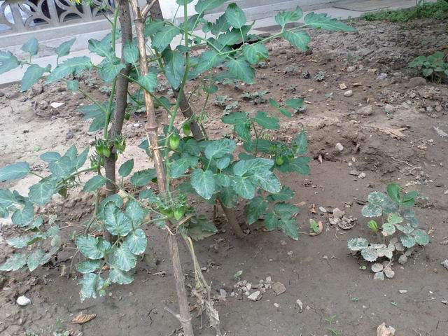 调整大小 201106071354.jpg