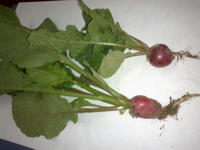 调整大小 201106071356.jpg