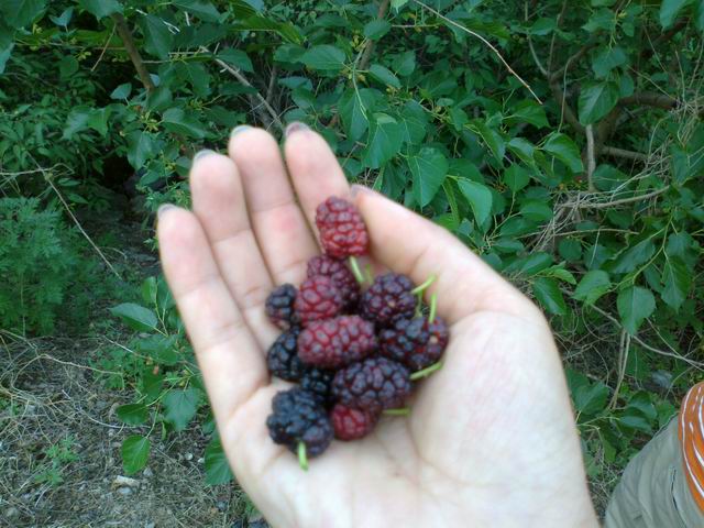 调整大小 201106091379.jpg