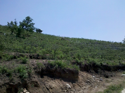 玫瑰花全开完了