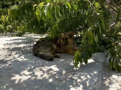 水站的明星狗狗