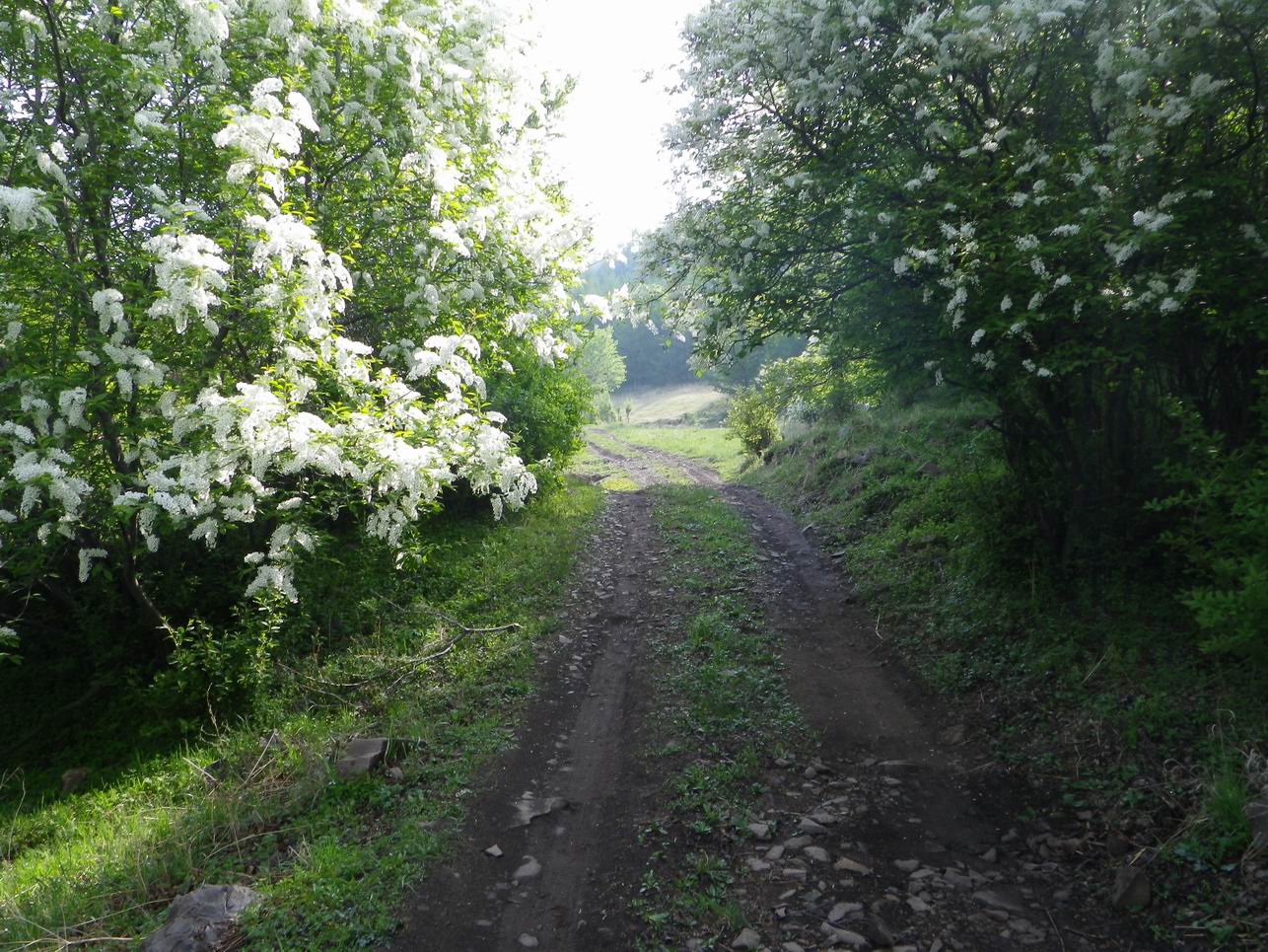 调整大小 IMGP0817.JPG