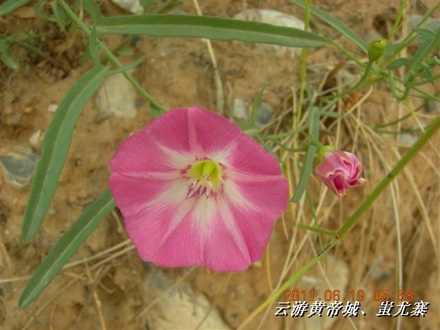 BigBull_6.18 延庆骑游大会 450.jpg