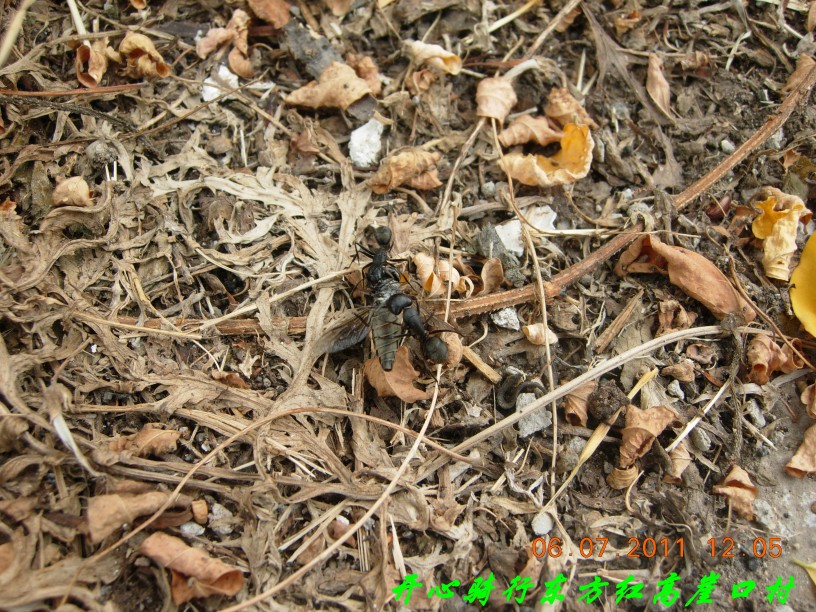 这个牛蝇想吸我的血让我打死了