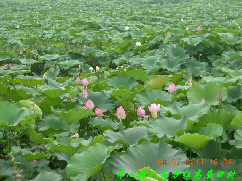 温北路路边的荷花