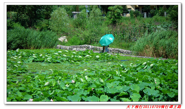 荷花池边的渔妇