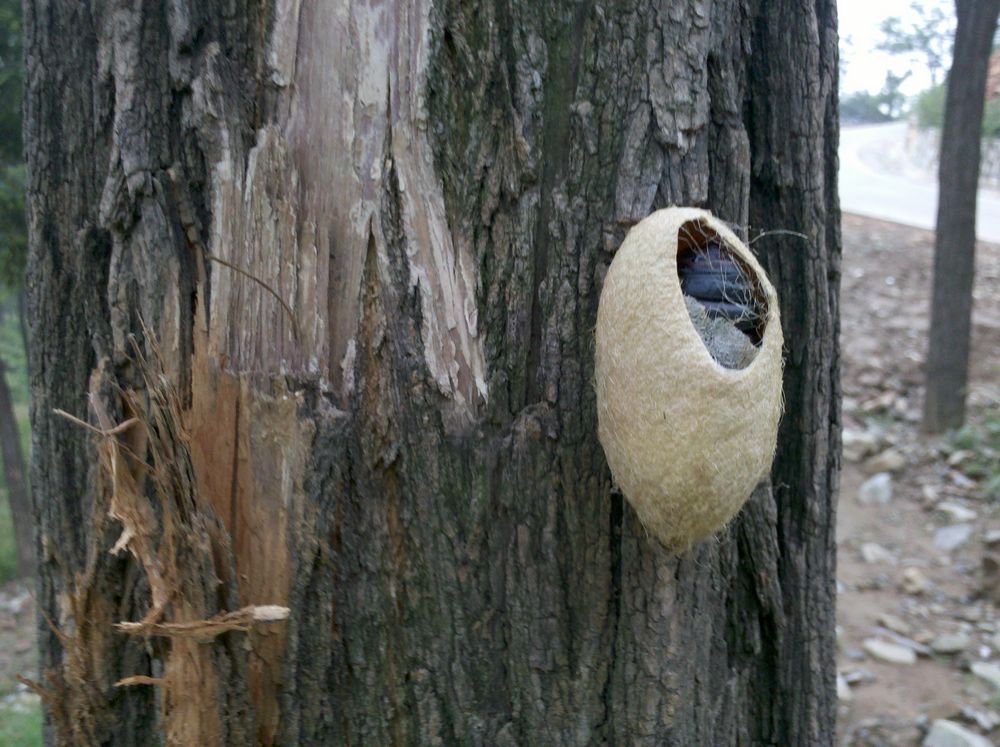 休息是看到的蚕蛹