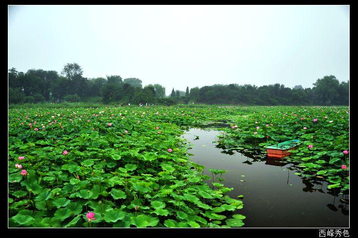 荷花池塘.jpg