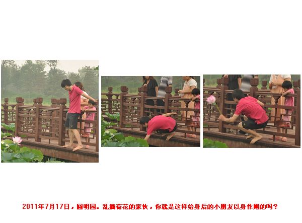 摘荷花的不文明行为.jpg