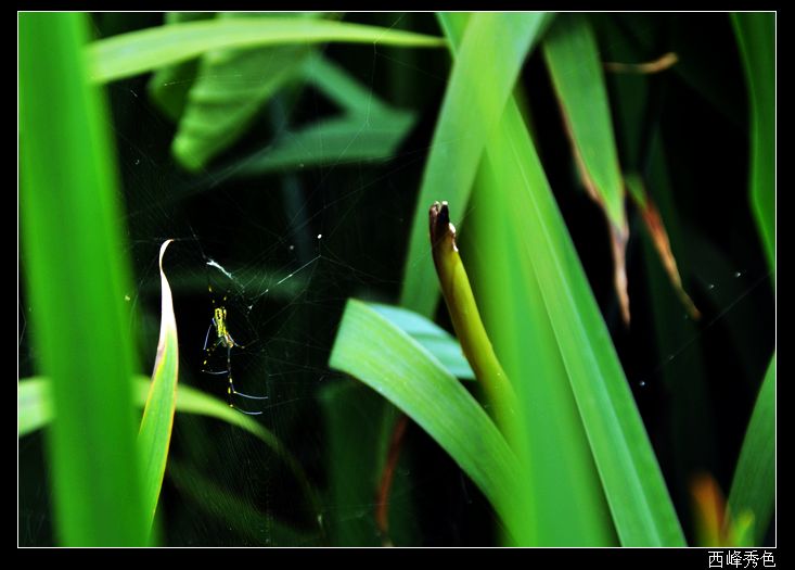 蜘蛛.jpg