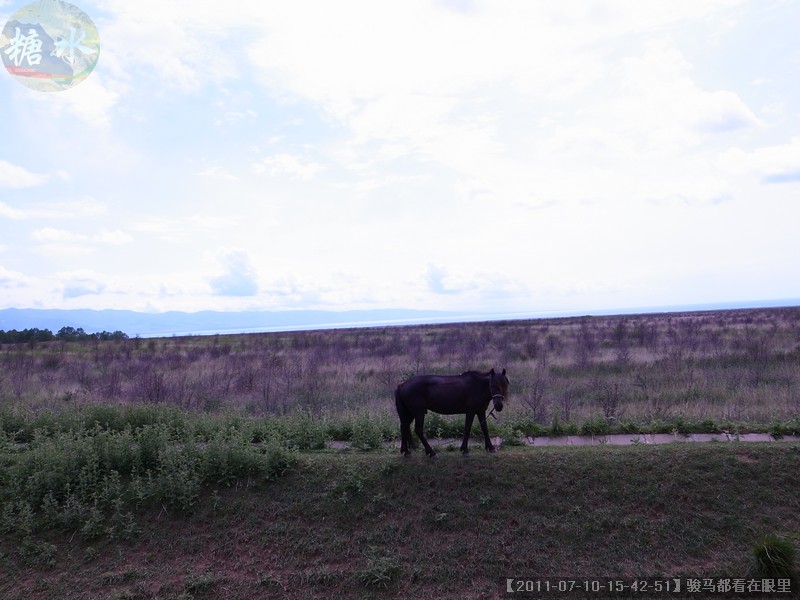 【2011-07-10-15-42-51】骏马都看在眼里.jpg